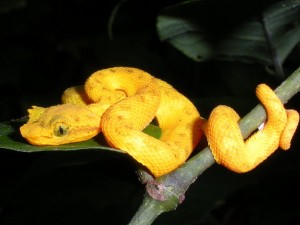 3259395-A-baby-Eyelash-Pit-Viper-0